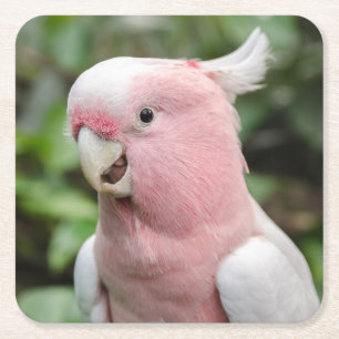 Beautiful Bright Pink and White Parrot Square Paper Coaster