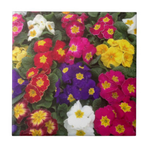 Beautiful Bright Polyanthus flowers Ceramic Tile