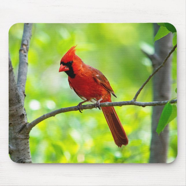 Beautiful Bright Red Cardinal in a Tree Mouse Pad (Front)