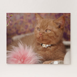 Beautiful British Shorthair Kitten Jigsaw Puzzle