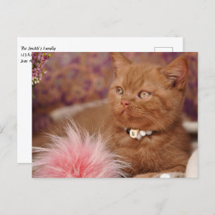 Beautiful British Shorthair Kitten Postcard