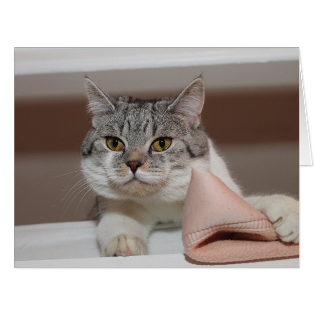 Beautiful British Shorthair Tomcat (Front Horizontal)