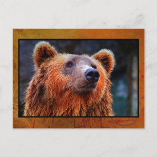 Beautiful Brown Bear Portrait Wildlife Photo Postcard