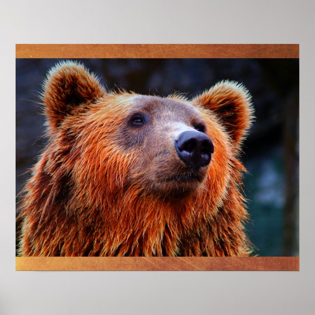 Beautiful Brown Bear Portrait Wildlife Photo Poster (Front)