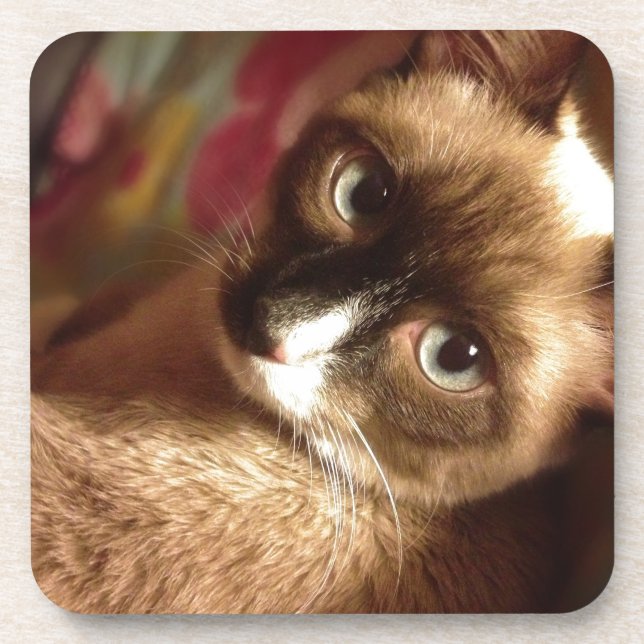 Beautiful Brown Cat Coaster (Front)