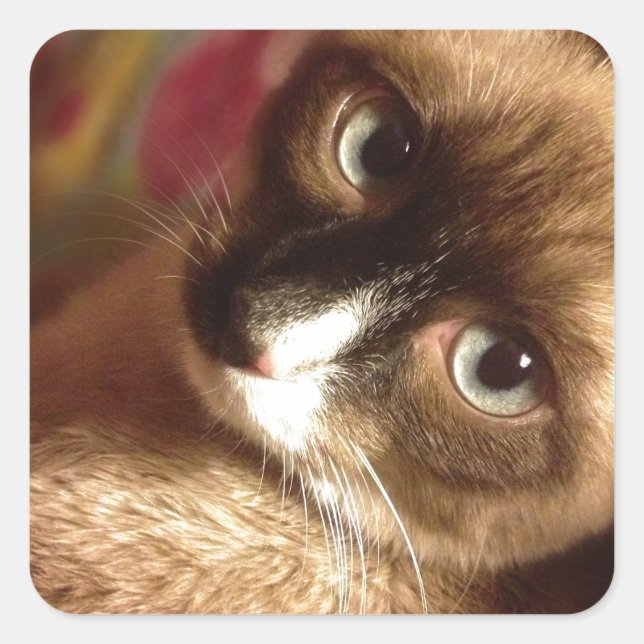 Beautiful Brown Cat Square Sticker (Front)