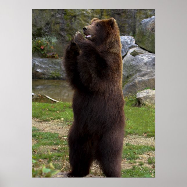 Beautiful Brown Grizzly Bear Poster (Front)