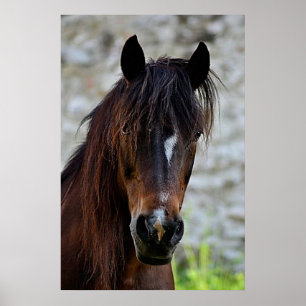 Beautiful Brown Horse Poster