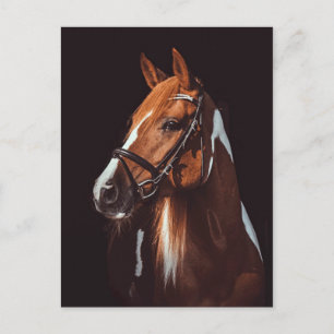 Beautiful Brown Paint Horse Portrait Photo Postcard