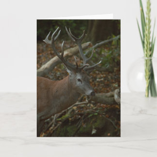 Beautiful buck photography blank card