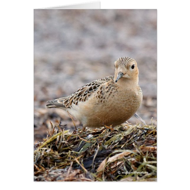 Beautiful Buff-Breasted Sandpiper at the Beach (Front)