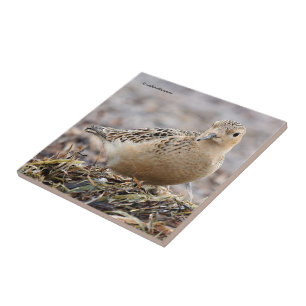Beautiful Buff-Breasted Sandpiper at the Beach Ceramic Tile