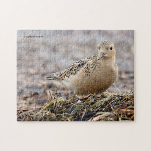 Beautiful Buff-Breasted Sandpiper at the Beach Jigsaw Puzzle