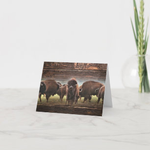 Beautiful Buffalo Herd Card