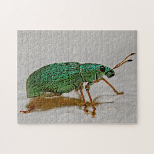 Beautiful Bug Colorful Weevil Macro Photo Puzzle