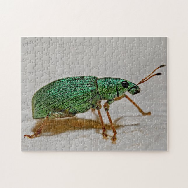 Beautiful Bug Colourful Weevil Macro Photo Puzzle (Horizontal)