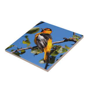 Beautiful Bullock's Oriole the Pear Tree Ceramic Tile