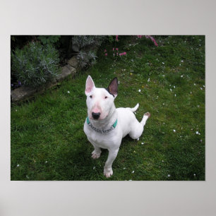 Beautiful Bully English Bull Terrier Poster