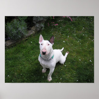 Beautiful Bully English Bull Terrier Poster