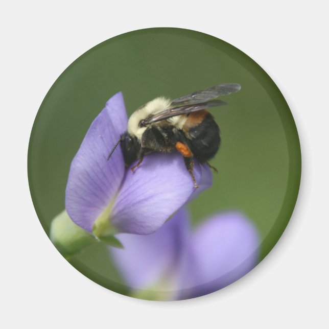 Beautiful Bumble Bee Magnet (Front)