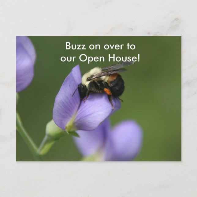 Beautiful Bumble Bee Postcard (Front)