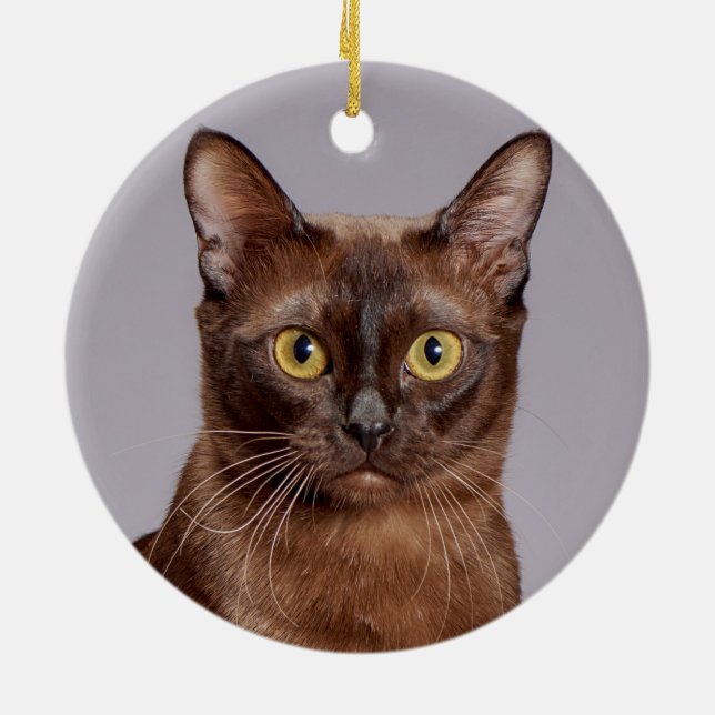 Beautiful Burmese Cat Close Up Ceramic Ornament (Back)