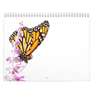 Beautiful butterflies calendar