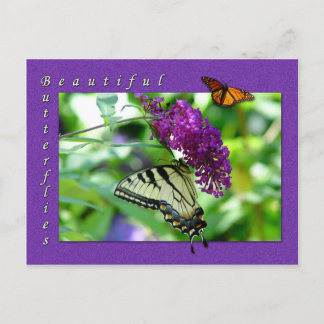 Beautiful Butterflies Postcard