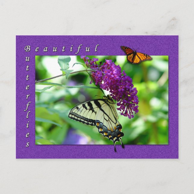 Beautiful Butterflies Postcard (Front)