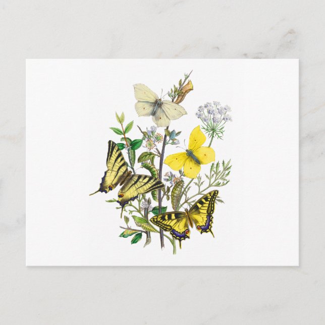 Beautiful Butterflies Postcard (Front)
