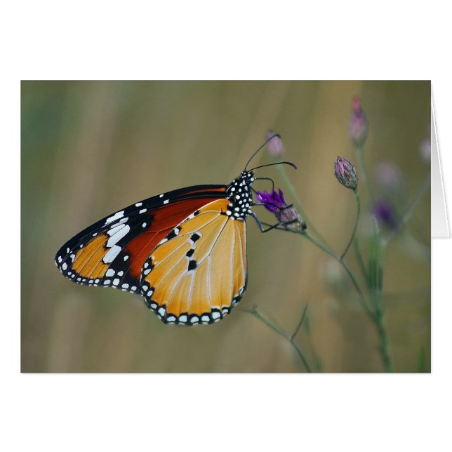 Beautiful butterfly and lifes nectar (Front Horizontal)