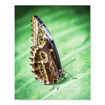 Beautiful Butterfly Insects Archival Fine Art