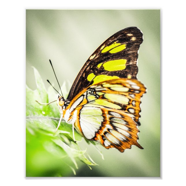 Beautiful Butterfly Nature Insects Photo Print (Front)