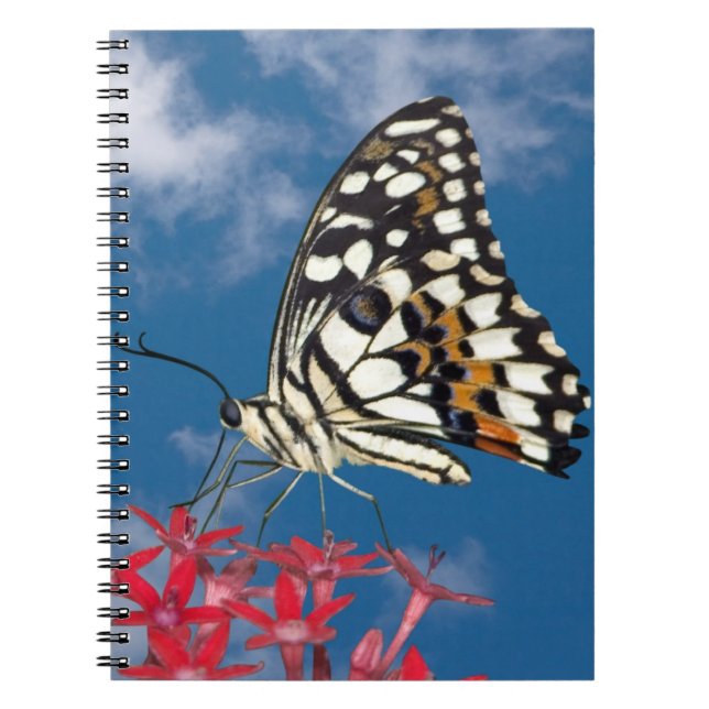 Beautiful Butterfly Notebook (Front)