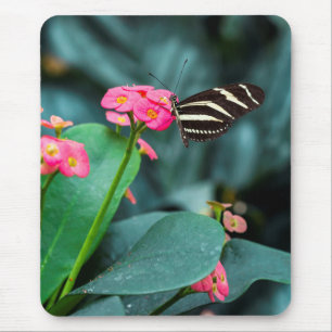 Beautiful butterfly on a pink flower mouse pad