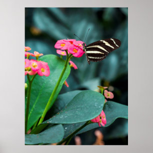 Beautiful butterfly on a pink flower poster