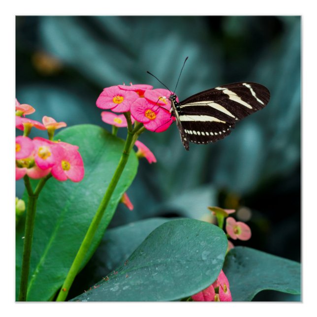 Beautiful butterfly on a pink flower poster (Front)