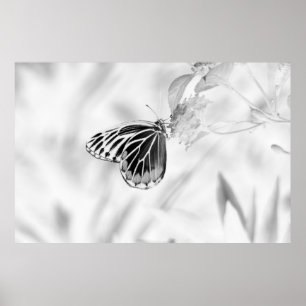 Beautiful Butterfly on flower - Black and White Poster