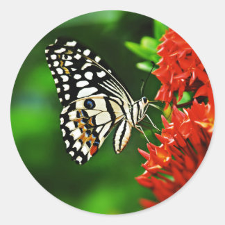 Beautiful Butterfly on Red Flowers Classic Round Sticker
