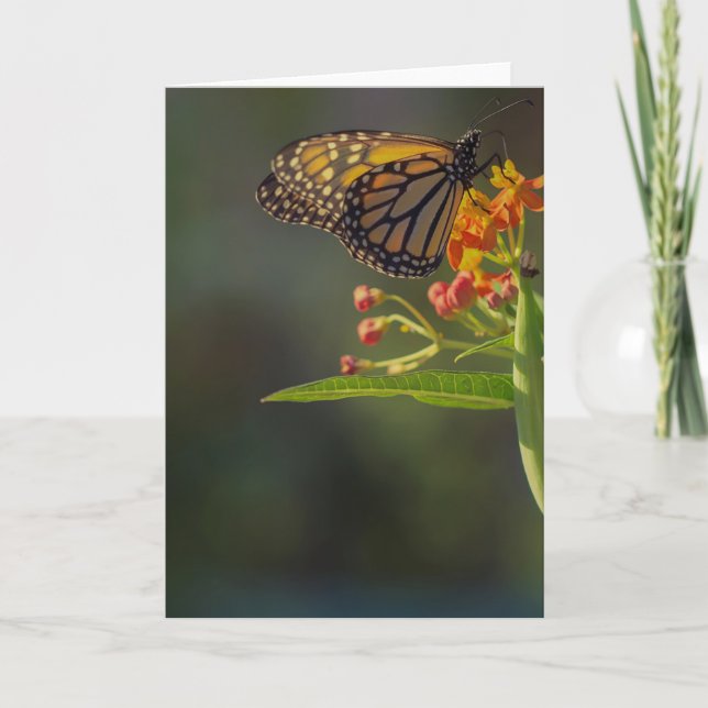 Beautiful Butterfly Picture Greeting Card Blank (Front)