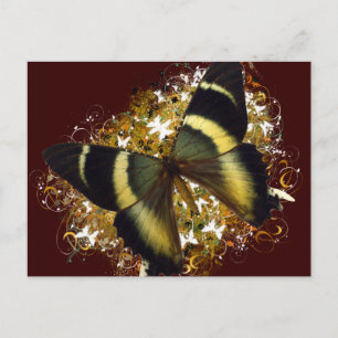 Beautiful Butterfly Postcard