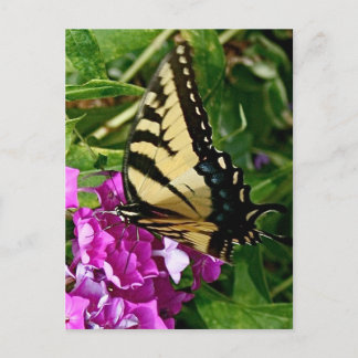 Beautiful Butterfly Postcard