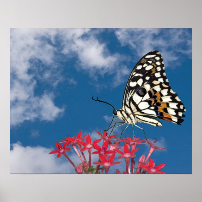 Beautiful Butterfly Poster (Front)