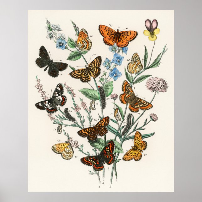 Beautiful butterfly poster - Vintage art (Front)