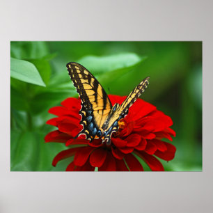 Beautiful butterfly red flower poster