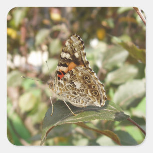 Beautiful Butterfly Sticker Set