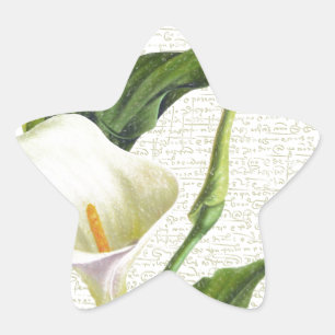 Beautiful Calla Lilies Star Sticker