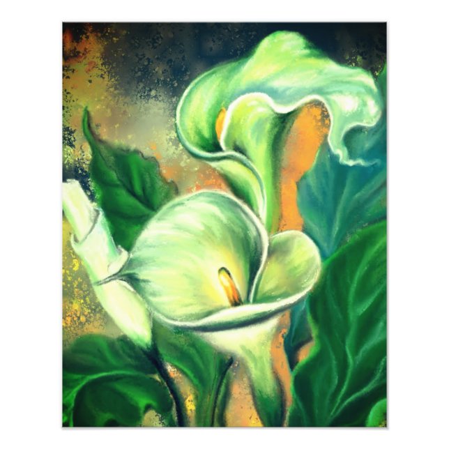 Beautiful Calla Lily Flower - Drawn by Migned Photo Print (Front)