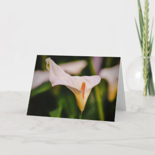 Beautiful Calla Lily in Garden Flower Note Card