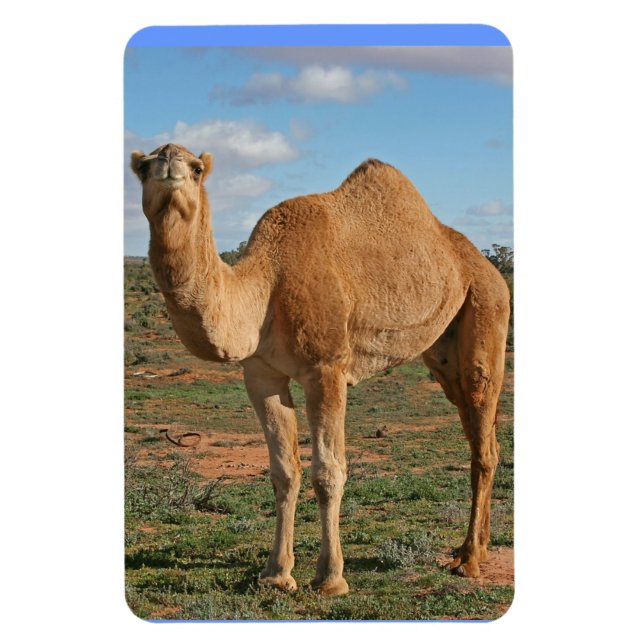 BEAUTIFUL CAMEL MAGNET (Vertical)
